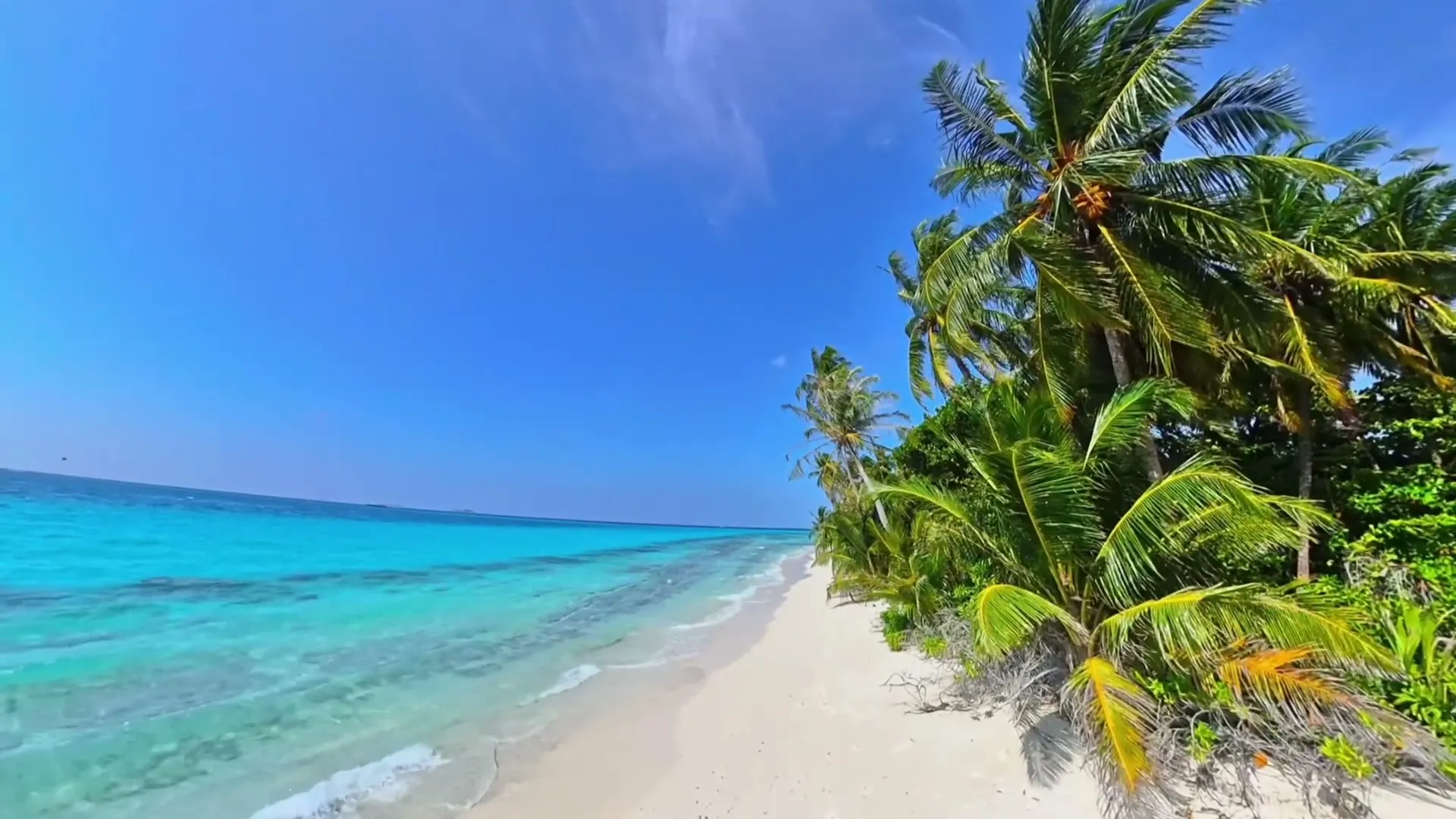 Empty Maldivian beach with palms, white sand and turquoise water under a deep blue sky
